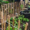 25m Staketenzaun 50cm hoch Lattenabstand 4-6cm Gartenzaun  aus Haselnuss Holzzaun ^ Aquagart Clearance