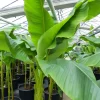 Grünwaren Bananenstaude als 3er Gruppe  Banane Musa Basjoo 220 cm winterhart Staude japanische Faserbanane New