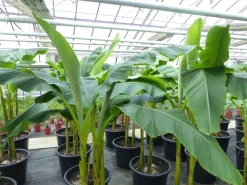 Grünwaren Bananenstaude als 3er Gruppe Banane Musa Basjoo 220 cm winterhart Staude japanische Faserbanane New