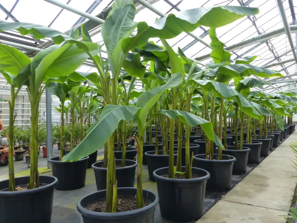 Grünwaren Bananenstaude als 3er Gruppe Banane Musa Basjoo 220 cm winterhart Staude japanische Faserbanane New