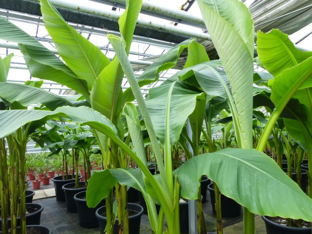 Grünwaren Bananenstaude als 3er Gruppe Banane Musa Basjoo 220 cm winterhart Staude japanische Faserbanane New