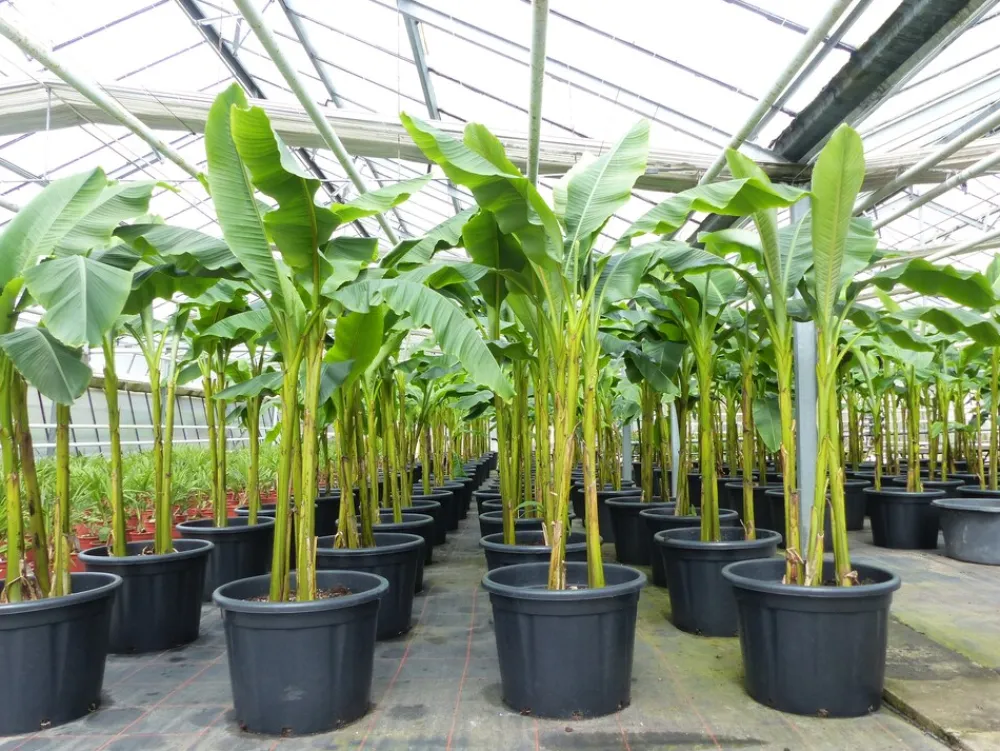 Grünwaren Bananenstaude als 3er Gruppe Banane Musa Basjoo 220 cm winterhart Staude japanische Faserbanane New