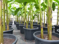 Grünwaren Bananenstaude als 3er Gruppe Banane Musa Basjoo 220 cm winterhart Staude japanische Faserbanane New
