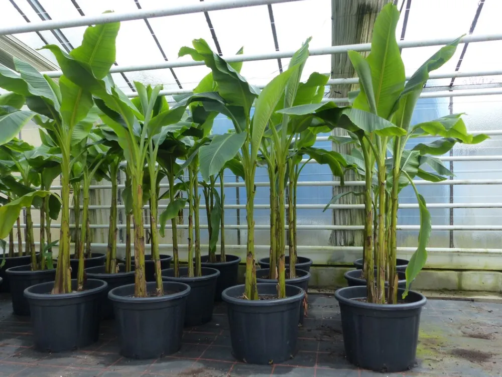 Grünwaren Bananenstaude als 3er Gruppe Banane Musa Basjoo 220 cm winterhart Staude japanische Faserbanane New