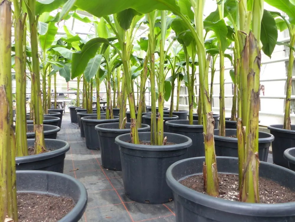 Grünwaren Bananenstaude als 3er Gruppe Banane Musa Basjoo 220 cm winterhart Staude japanische Faserbanane New