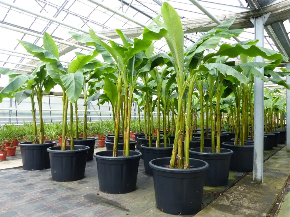 Grünwaren Bananenstaude als 3er Gruppe Banane Musa Basjoo 220 cm winterhart Staude japanische Faserbanane New