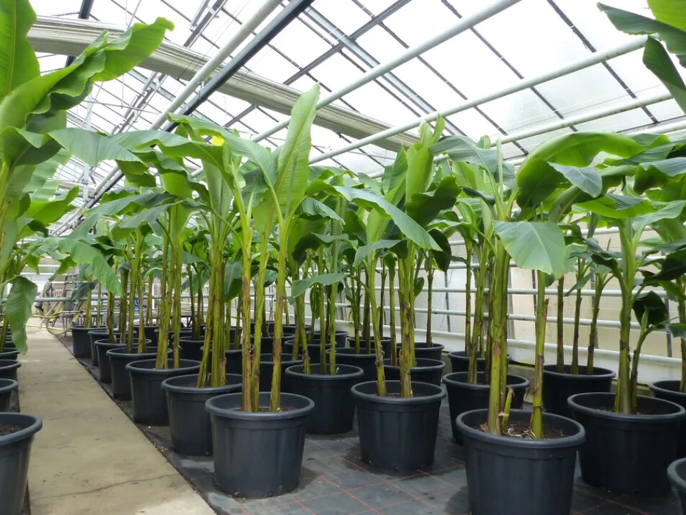 Grünwaren Bananenstaude als 3er Gruppe Banane Musa Basjoo 220 cm winterhart Staude japanische Faserbanane New
