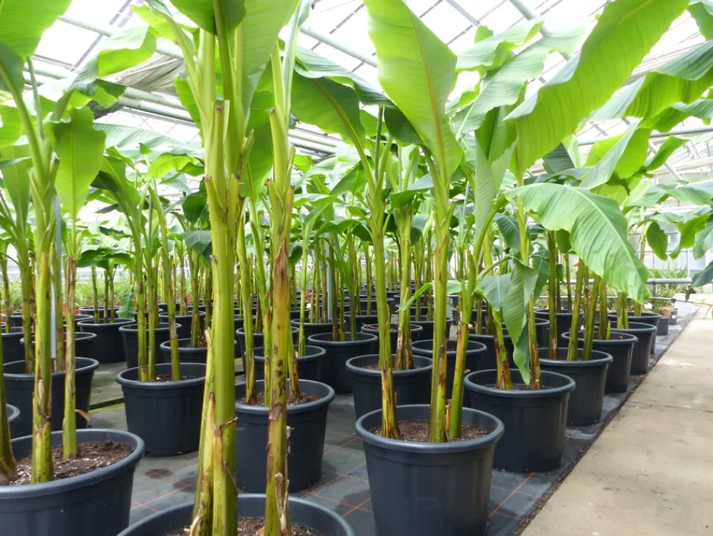 Grünwaren Bananenstaude als 3er Gruppe Banane Musa Basjoo 220 cm winterhart Staude japanische Faserbanane New