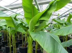 Grünwaren Bananenstaude als 3er Gruppe Banane Musa Basjoo 220 cm winterhart Staude japanische Faserbanane New