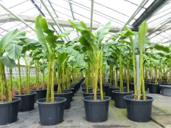 Grünwaren Bananenstaude als 3er Gruppe Banane Musa Basjoo 220 cm winterhart Staude japanische Faserbanane New