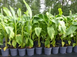 Bananenstaude Banane Musa Basjoo 140 - 170 cm winterhart Staude japanische Faserbanane ^ Grünwaren Online