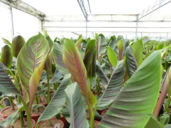 Bananenstaude Banane Musa Sikkimensis Red Tiger Banane 100 - 120 cm  winterhart Staude ^ Grünwaren New