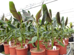 Bananenstaude Banane Musa Sikkimensis Red Tiger Banane 100 - 120 cm  winterhart Staude ^ Grünwaren New