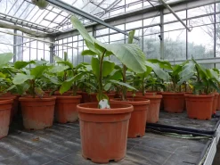 Bananenstaude Banane Musa Velutina 80 cm, rosa Zwergbanane, winterhart ^ Grünwaren