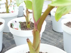 Bananenstaude Banane Musa Velutina 80 cm, rosa Zwergbanane, winterhart ^ Grünwaren