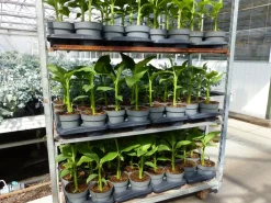 Grünwaren Bananenstaude Musa Basjoo 60 - 80 cm winterhart Staude japanische Faserbanane