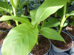 Grünwaren Bananenstaude Musa Basjoo 60 - 80 cm winterhart Staude japanische Faserbanane