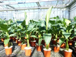 Grünwaren Bananenstaude Musa Basjoo 80 - 100 cm winterhart Staude japanische Faserbanane Clearance