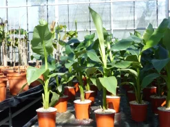 Grünwaren Bananenstaude Musa Basjoo 80 - 100 cm winterhart Staude japanische Faserbanane Clearance