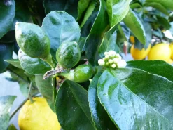 Grünwaren beste Sorte: Meyer Meyerii Zitrone echter Zitronenbaum 70 - 80 cm Citrus Limon Zitruspflanze Online