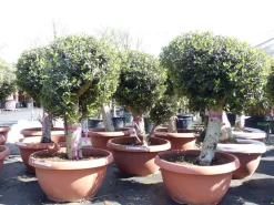 Grünwaren Bonsai Kugel Olivenbaum 140 - 170 cm knorrige urige Olive winterhart Olea Europaea Ölbaum Best
