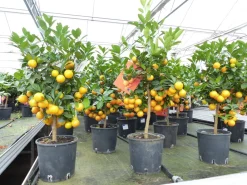 Calamondin Stamm Busch Orange Citrus Mitis 70 - 80 cm Orangenbaum Calamondino Kalamansi ^ Grünwaren Hot