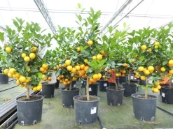 Calamondin Stamm Busch Orange Citrus Mitis 70 - 80 cm Orangenbaum Calamondino Kalamansi ^ Grünwaren Hot
