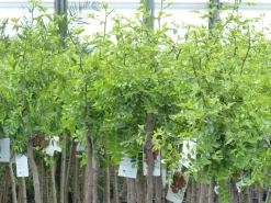 chin. Dattel 150 - 170 cm Dattelbaum 5 - 8 cm Stammumfang, Ziziphus jujuba, ^ Grünwaren Best