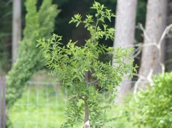 chin. Dattel 150 - 170 cm Dattelbaum 5 - 8 cm Stammumfang, Ziziphus jujuba, ^ Grünwaren Best