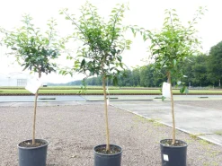 Citrus Yuzu 130 - 150 cm, Zitronenbaum Zitrone, japanische Zitrone, winterhart ^ Grünwaren New
