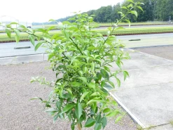 Citrus Yuzu 130 - 150 cm, Zitronenbaum Zitrone, japanische Zitrone, winterhart ^ Grünwaren New