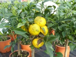 Grünwaren Citrus Yuzu 100 - 120 cm, Zitronenbaum Zitrone, japanische Zitrone, winterhart Best