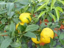 Grünwaren Citrus Yuzu 100 - 120 cm, Zitronenbaum Zitrone, japanische Zitrone, winterhart Best