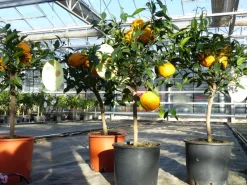 Grünwaren Citrus Yuzu 70 - 80 cm, Zitronenbaum Zitrone, japanische Zitrone, winterhart New