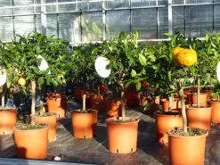 Grünwaren Citrus Yuzu 70 - 80 cm, Zitronenbaum Zitrone, japanische Zitrone, winterhart New