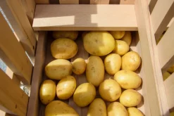 Dobar Vorratsbehälter aus Holz - versch. Ausführungen New