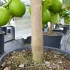 echte Caipi Limette Caipirinha Limettenbaum Citrus Lime 70 - 90 cm Zitruspflanze ^ Grünwaren Best
