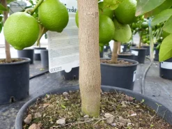 echte Caipi Limette Caipirinha Limettenbaum Citrus Lime 70 - 90 cm Zitruspflanze ^ Grünwaren Best