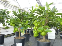 echte Caipi Limette Caipirinha Limettenbaum Citrus Lime 70 - 90 cm Zitruspflanze ^ Grünwaren Best