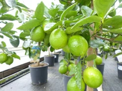 echte Caipi Limette Caipirinha Limettenbaum Citrus Lime 70 - 90 cm Zitruspflanze ^ Grünwaren Best