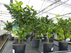 echte Caipi Limette Caipirinha Limettenbaum Citrus Lime 70 - 90 cm Zitruspflanze ^ Grünwaren Best