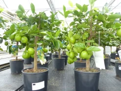 echte Caipi Limette Caipirinha Limettenbaum Citrus Lime 70 - 90 cm Zitruspflanze ^ Grünwaren Best