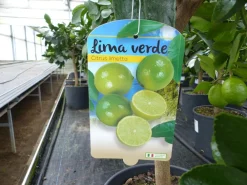 echte Caipi Limette Caipirinha Limettenbaum Citrus Lime 70 - 90 cm Zitruspflanze ^ Grünwaren Best