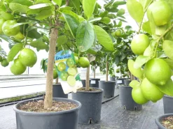 echte Caipi Limette Caipirinha Limettenbaum Citrus Lime 70 - 90 cm Zitruspflanze ^ Grünwaren Best