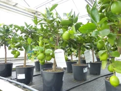 echte Caipi Limette Caipirinha Limettenbaum Citrus Lime 70 - 90 cm Zitruspflanze ^ Grünwaren Best