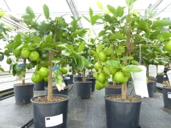 echte Caipi Limette Caipirinha Limettenbaum Citrus Lime 70 - 90 cm Zitruspflanze ^ Grünwaren Best