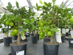 echte Caipi Limette Caipirinha Limettenbaum Citrus Lime 70 - 90 cm Zitruspflanze ^ Grünwaren Best