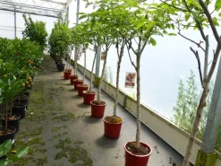 Grünwaren echter Walnussbaum Juglans regia 180 cm Obstbaum winterhart kräftiger Stamm Nussbaum Hot