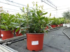 Grünwaren Erdbeerbaum | 50 cm | Arbutus unedo | veredelt | Premiumqualität | winterhart | fruchtreif