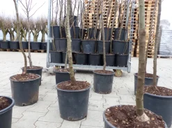 Esskastanie Castanea sativa 180 cm  Kastanie Kastanienbaum Pflanze winterhart ^ Grünwaren Sale